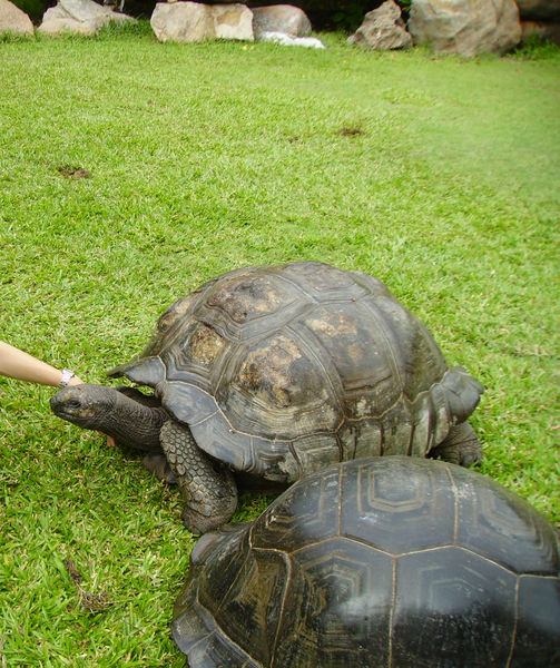 Гигантские черепахи - Сейшелы