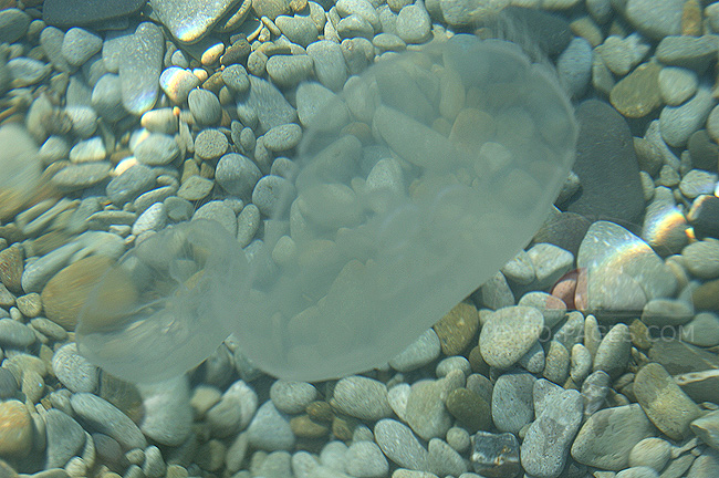 Медузы в Черном море - фото