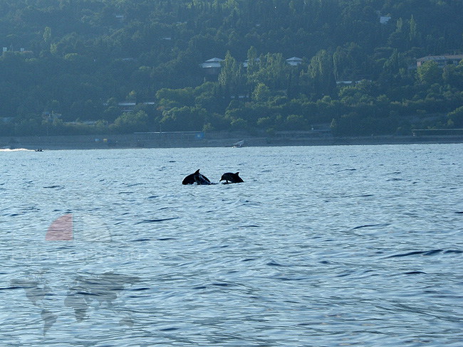 Дельфины в Крыму - Афолины