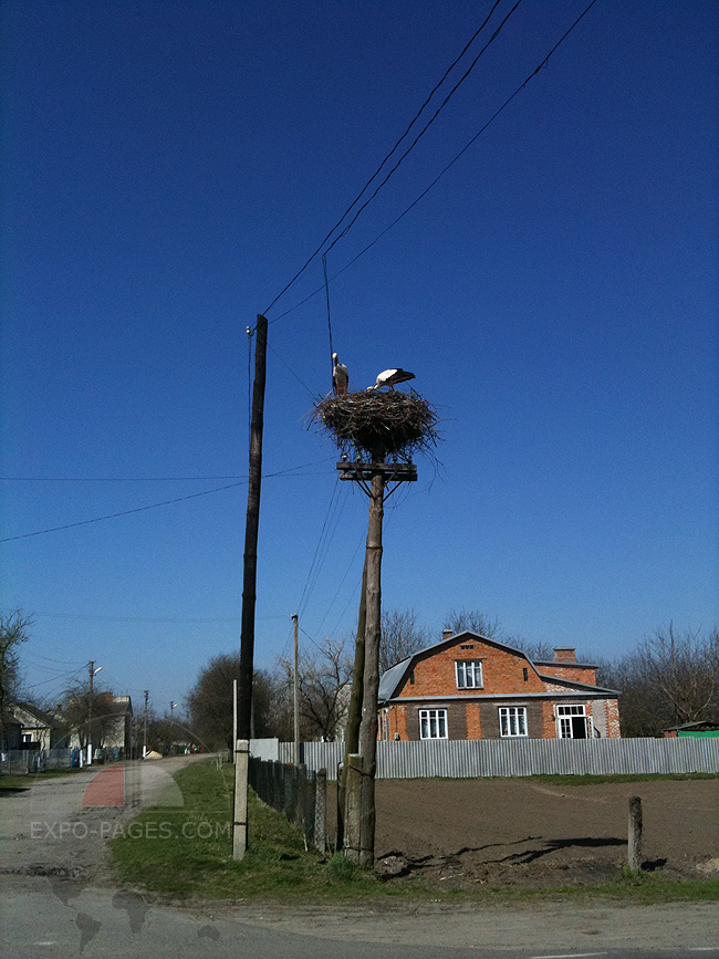 Гнездо аистов - село Зимнее - фото