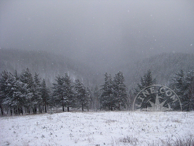 Зима - Бобровый лог - фото