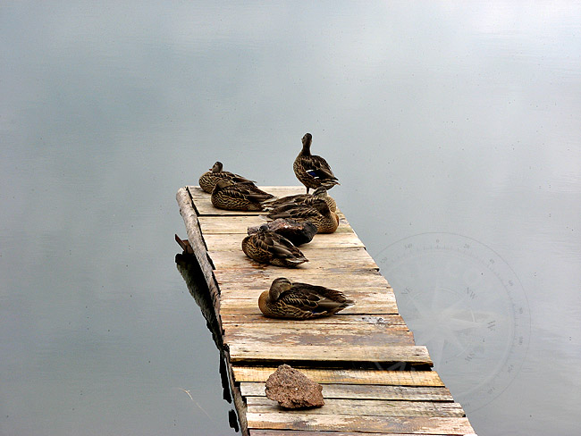 Утки на озере - Хакасия
