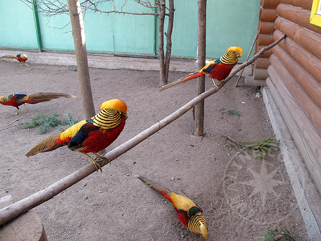 Экзотические птицы в зоопарке Нижнего Новгорода