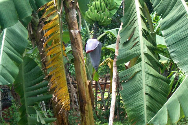 Куба  - Бананы (вот так они ростут)