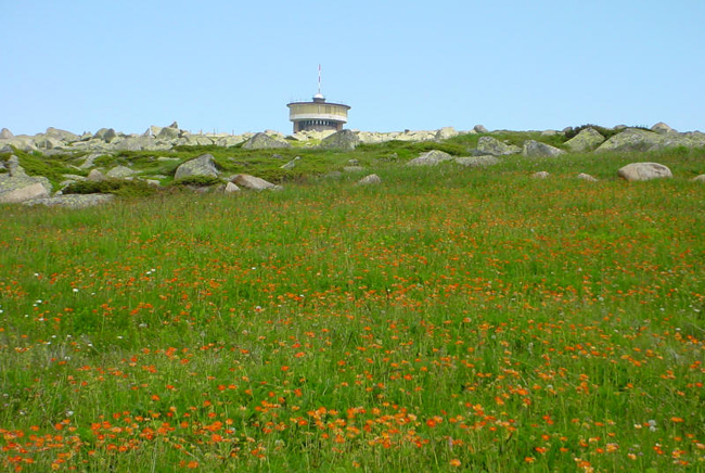 Болгария, парк Витоша, фото