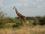 Африканский жираф - фото