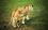 Тигрица - Кения - фото