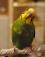 Волнистые попугаи - игры - фото