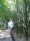 Никитский ботанический сад - бамбуковая роща