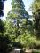 Никитский ботанический сад - аллея, дорожки