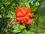 Никитский ботанический сад - цветущий куст