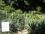 Никитский ботанический сад - кактус Юкка