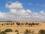 Израиль - сафари на верблюдах по пустыне - экскурсия