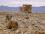 Пустыня  Мицпе-Рамон - фото