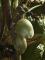 Кокосы - растения на Сейшелах